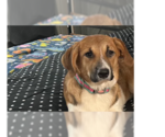 Small #2 Labrador Retriever Mix