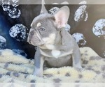 Small Photo #6 French Bulldog Puppy For Sale in HESPERIA, CA, USA