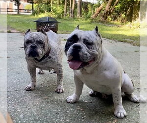 Fendi - Female Olde Bulldog Dog for Adoption - Photo #6