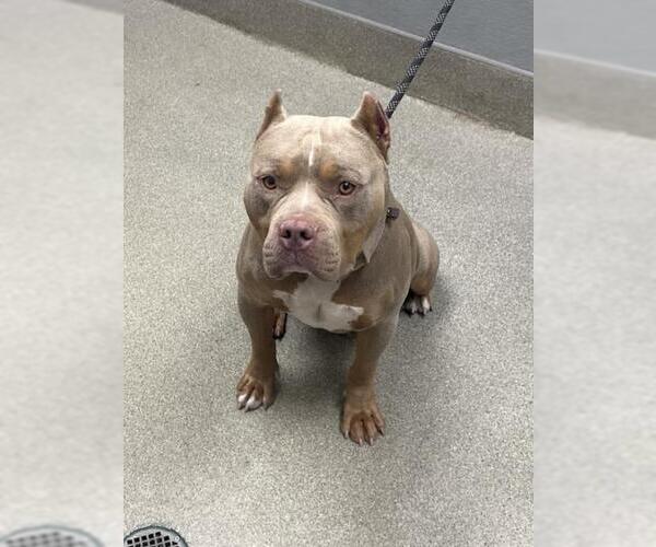 Medium Photo #1 American Bulldog-Unknown Mix Puppy For Sale in Las Vegas, NV, USA