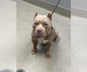 American Bulldog-Unknown Mix Dogs for adoption in Las Vegas, NV, USA
