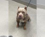 Small American Bulldog Mix