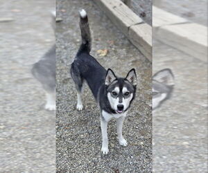 Siberian Husky-Unknown Mix Dogs for adoption in Woodsfield, OH, USA