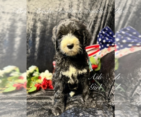 Medium Photo #3 Golden Mountain Doodle  Puppy For Sale in SAINT CLOUD, MN, USA