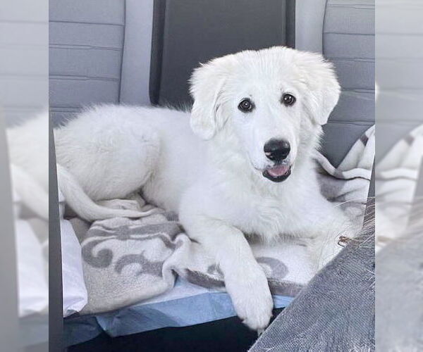 Medium Photo #3 Great Pyrenees Puppy For Sale in Spring, TX, USA