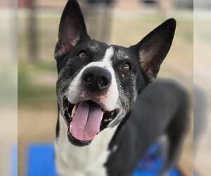 Siberian Husky-Unknown Mix Dogs for adoption in San Antonio, TX, USA