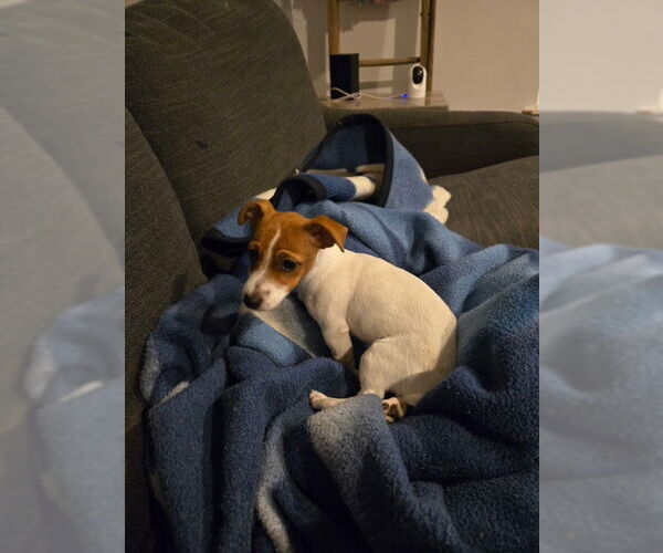 Medium Photo #3 Jack Russell Terrier Puppy For Sale in Fort Wayne, IN, USA