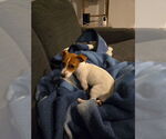 Small #2 Jack Russell Terrier