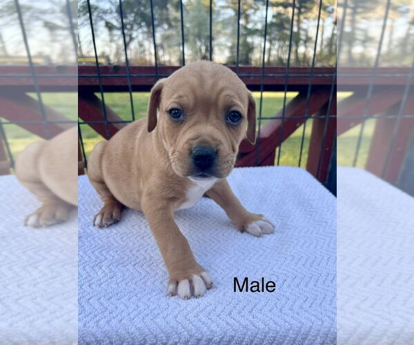 Medium Photo #2 American Pit Bull Terrier-American Staffordshire Terrier Mix Puppy For Sale in Brewster, NY, USA