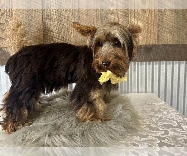 Medium Photo #6 Yorkshire Terrier Puppy For Sale in NAPPANEE, IN, USA