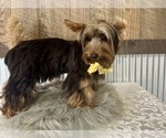 Small #5 Yorkshire Terrier