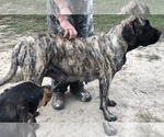 Small Photo #1 Mastiff Puppy For Sale in BRANTLEY, AL, USA