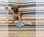 Small #15 Mutt