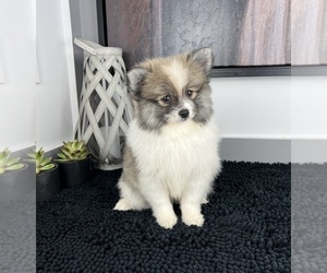 Medium Pomeranian