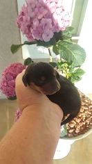 Dachshund Puppy for sale in EL PASO, TX, USA