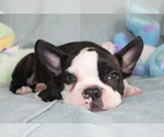 Small #8 Boston Terrier