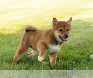 Shiba Inu Puppy for sale in MILLERSBURG, IN, USA