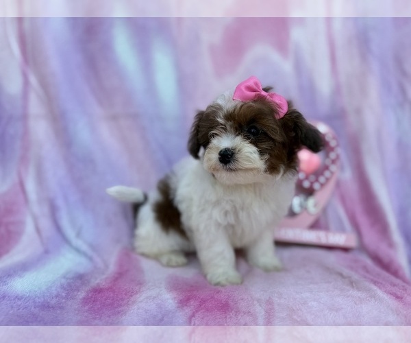 Medium Photo #3 Shih-Poo Puppy For Sale in LAKELAND, FL, USA