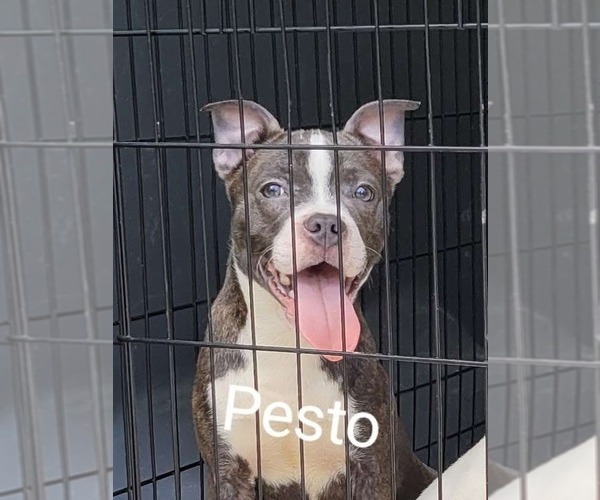 Medium Photo #3 American Pit Bull Terrier-American Staffordshire Terrier Mix Puppy For Sale in Wenonah, NJ, USA