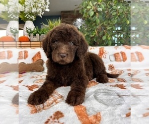 Labradoodle Puppy for sale in GREENFIELD, IN, USA