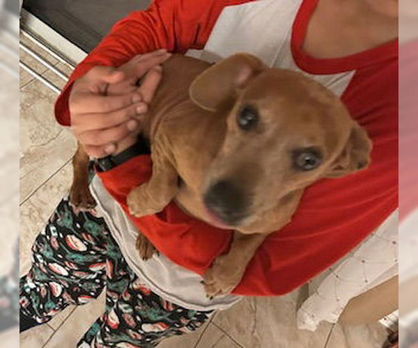 Medium Photo #23 Dachshund Puppy For Sale in San Antonio, TX, USA