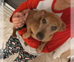 Small #22 Dachshund