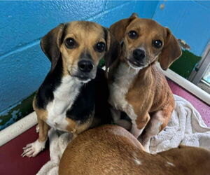 Beagle-Unknown Mix Dogs for adoption in Rustburg, VA, USA