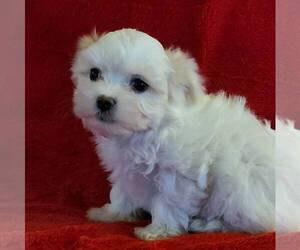 Maltese Puppy for sale in PARADISE, PA, USA