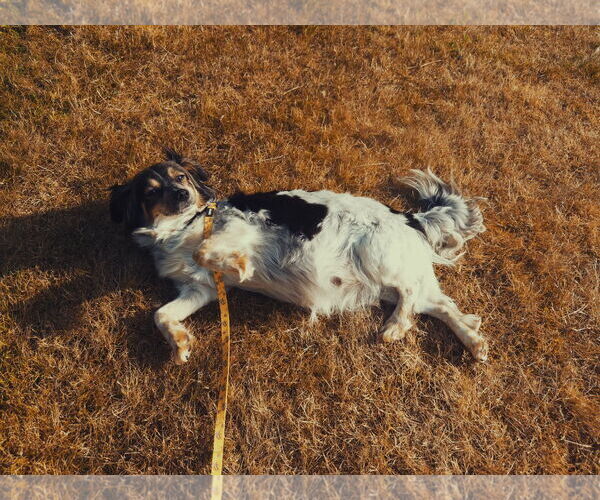 Medium Photo #9 Spaniel-Unknown Mix Puppy For Sale in Bellevue, WA, USA