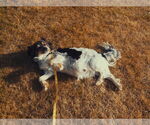 Small #8 Spaniel Mix