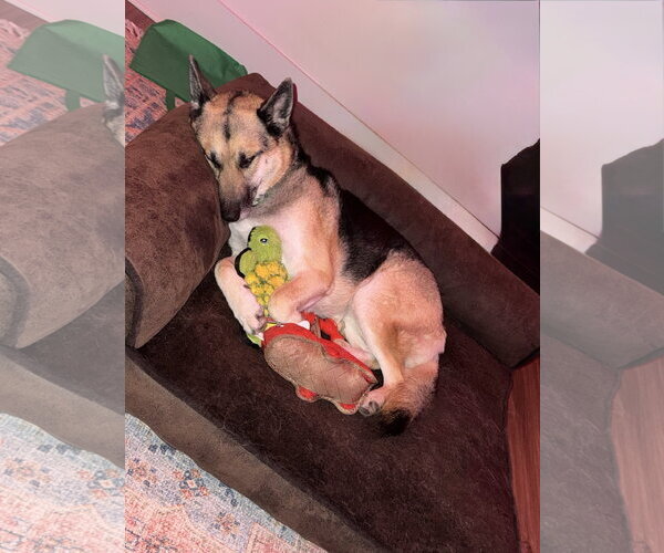 Medium Photo #2 Gerberian Shepsky Puppy For Sale in La Grange , NC, USA