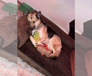 Petra - Female Gerberian Shepsky Dog for Adoption - Photo #2