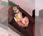 Small Photo #2 Gerberian Shepsky Puppy For Sale in La Grange , NC, USA