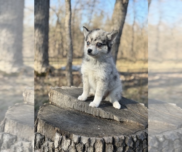 Medium Photo #22 Alaskan Klee Kai-Pomsky Mix Puppy For Sale in STAPLES, MN, USA