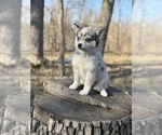 Small #21 Alaskan Klee Kai-Pomsky Mix