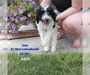 Labradoodle Litter for sale in TOPEKA, IN, USA