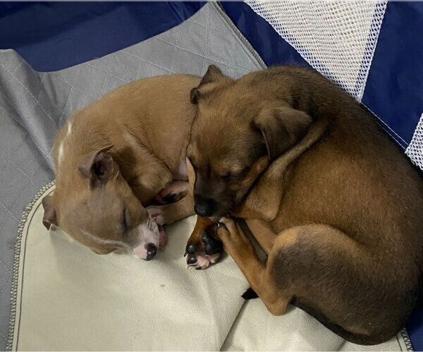 Medium Photo #2 Mutt Puppy For Sale in Glen Haven, WI, USA