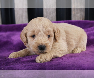 Goldendoodle (Miniature) Puppy for sale in BLOOMINGTON, IN, USA