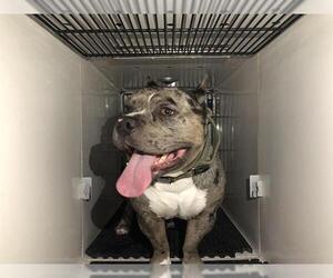 American Bulldog Dogs for adoption in Pasadena, CA, USA