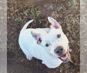 Bullypit Dogs for adoption in virginia beach, VA, USA