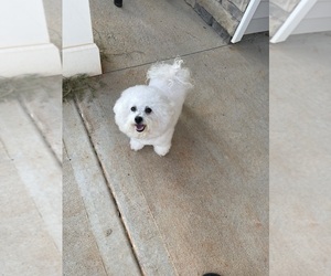 Father of the Bichon Frise puppies born on 03/27/2026
