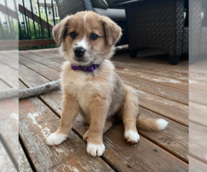 English Shepherd-Unknown Mix Dogs for adoption in Brooklyn Center, MN, USA