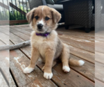 Small English Shepherd Mix