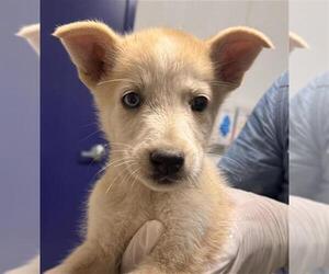 Siberian Husky Dogs for adoption in Bakersfield, CA, USA