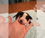 Small #11 Great Dane