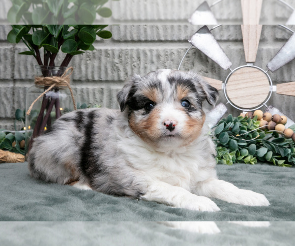 Medium Photo #1 Miniature Australian Shepherd Puppy For Sale in BALTIC, OH, USA