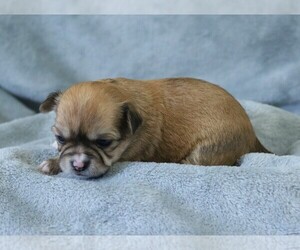 Chihuahua Puppy for sale in MUSKOGEE, OK, USA
