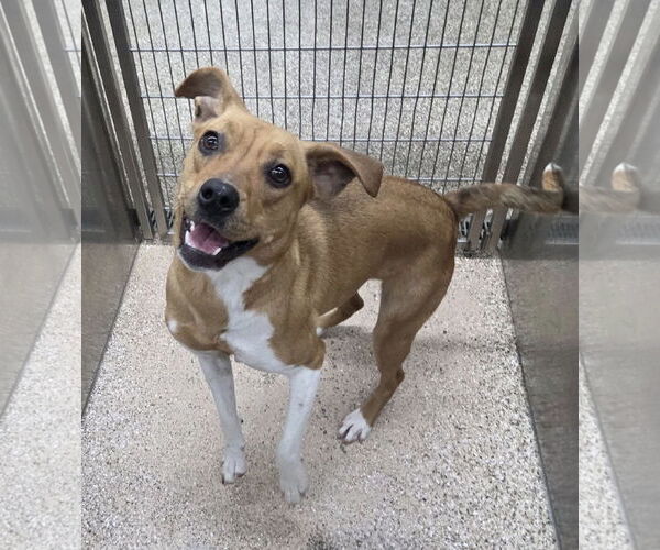 Medium Photo #2 Mutt Puppy For Sale in Martinsburg, WV, USA