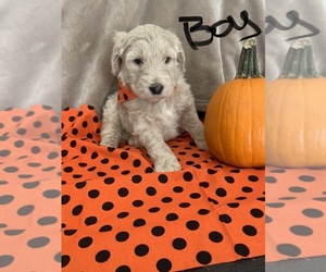 Goldendoodle Puppy for sale in CLEVELAND, TN, USA