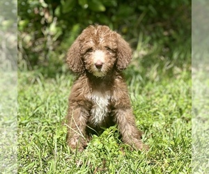 Miniature Labradoodle Puppy for sale in OCEAN SPRINGS, MS, USA